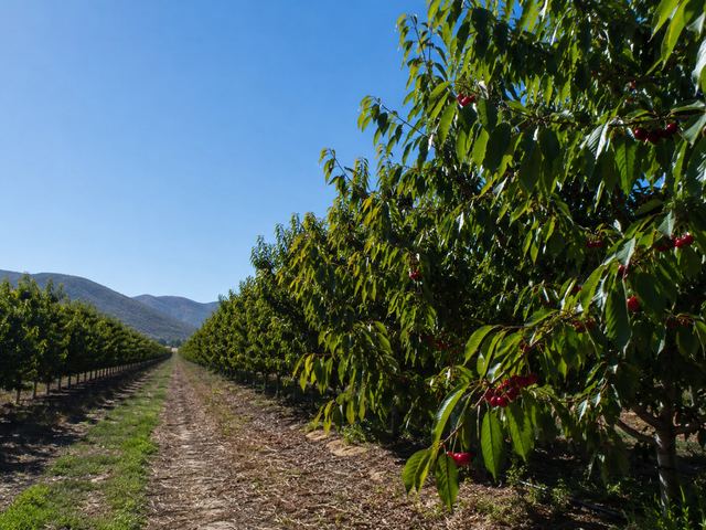 Hileras de cerezos en producción en un campo de Garces Fruit